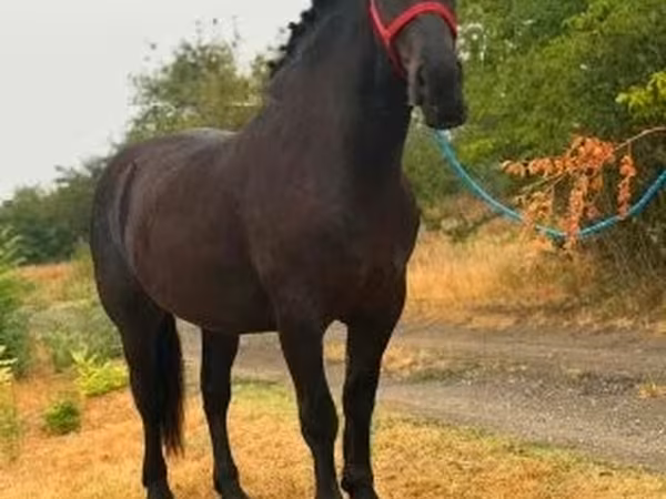 Égua, Cavalos