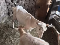 Буз, Saanen goat — акс 1