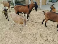 ஆண் வெள்ளாடு, Alpine goat — புகைப்படம் 5