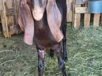 بز نر, Kamori goats — عکس 2
