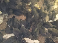 Turkeys — zdjęcie 6