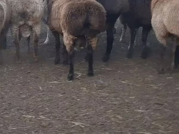Baran, Edilbay sheep