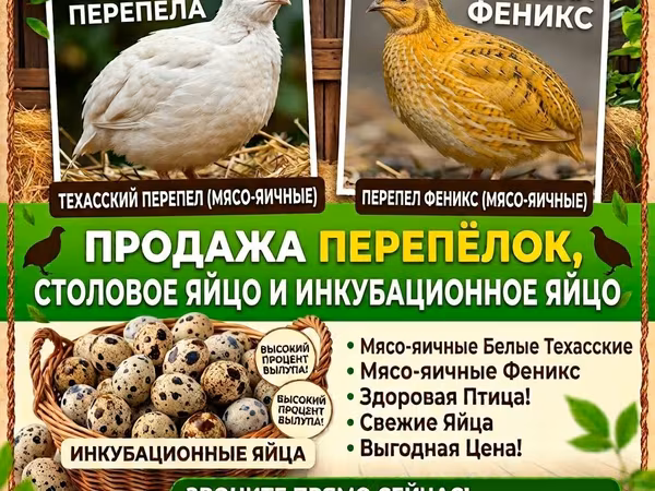Quails — Kyrgyzstan