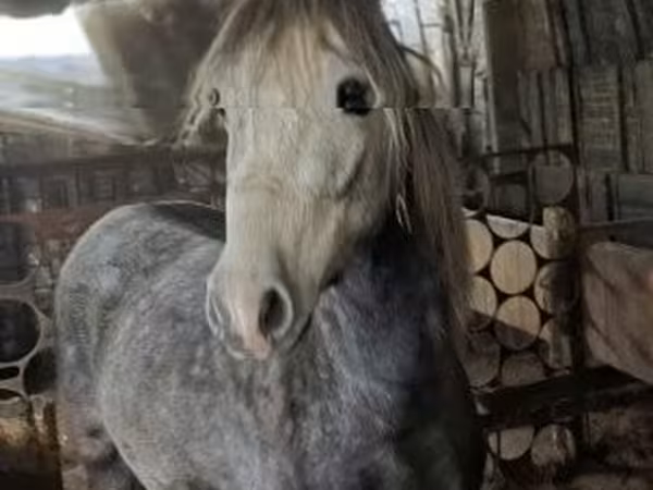 Конь, Лошади