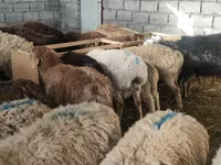 میش, گوسفند — عکس 7