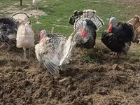 Turkeys — الصورة 6