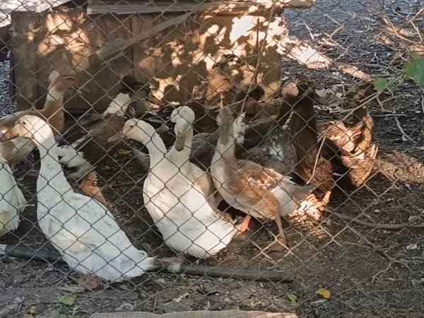 क्रेस्टेड