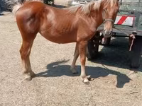 Caballo, Caballos — foto 3