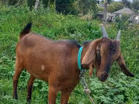 Capra, Nubian Goat — foto 1
