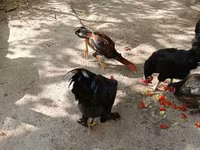 Chickens — รูปภาพ 3