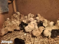 Chickens — عکس 4