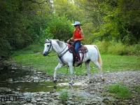 Stute, Quarter Horse — Foto 8