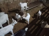 Ямаа, Saanen goat — 6 зураг