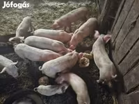 Babi betina, Pigs — foto 6