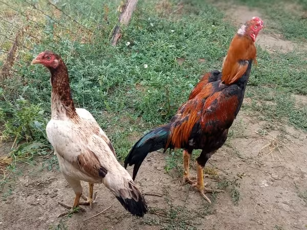 Chickens
