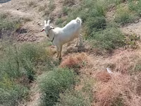 Buk, Saanen goat — foto 5