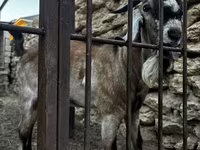 Koza, Nubian Goat — zdjęcie 3