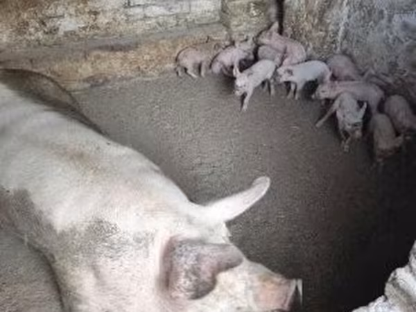 Pigs (batch, sex not specified), Pigs — Hungary