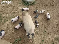 Babi hutan, Вьетнамская вислобрюхая — foto 7