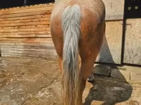 Faras dhaddig, Horses — sawirka 8