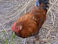 Chickens — تصویر 2