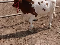 گاو نر, Simmental cattle — عکس 4