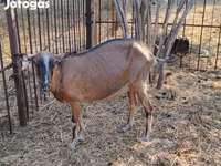 பெண் வெள்ளாடு, Alpine goat — புகைப்படம் 5