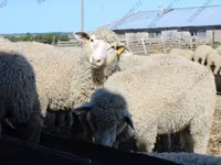 मेढ़ा, Kuibyshev sheep — फ़ोटो 1
