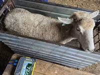 በግ, Kuibyshev sheep — ፎቶ 2
