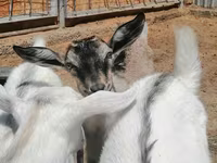 Ziege, Alpine goat — Foto 2