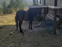 Kuda betina, Horses — foto 3