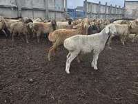 በግ, Sheep — ፎቶ 2