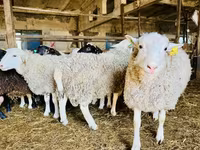 Bélier, Romanov sheep — photo 4
