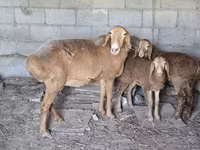 Kambing betina, Tian-Shan semifinewool sheep — foto 2