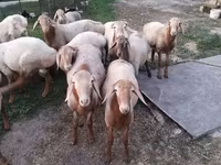 قوچ, Rhon sheep — عکس 4