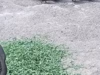 Domestic Muscovy — foto 1