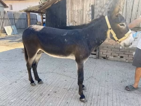 Horse (M), Horses — Hungary