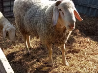 Ram, Assaf sheep — photo 1
