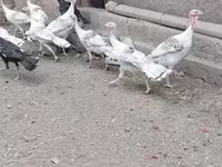 Turkeys — foto 3