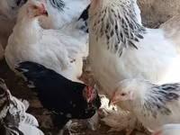 براهما — عکس 5