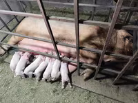 Porci (lot, sex nespecificat), Ландрас — foto 1