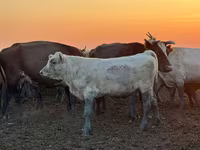 گاو و گوساله (گروه، جنسیت مشخص نشده), Swiss cattle — عکس 2