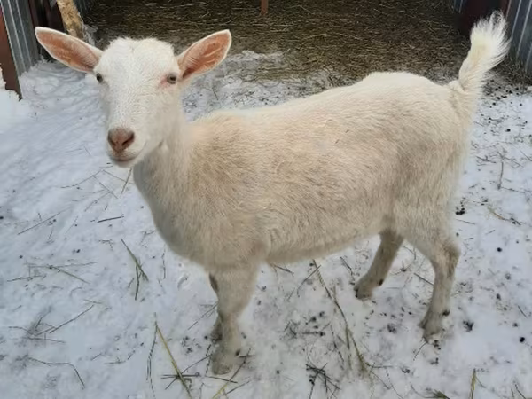 Goat, Saanen goat