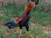 Chickens — լուսանկար 8