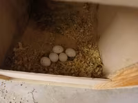 Məhsul: Nimfa (Cockatiel) cütlükləri və yuvalama dəsti Korella — fotografija 3