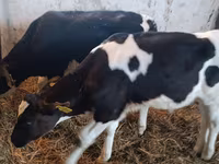 Bou, Russian Black pied cattle — foto 3