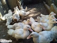 Ducks — foto 2