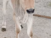 सांड, Swiss cattle — फ़ोटो 1