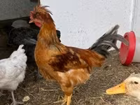 Chickens — عکس 4