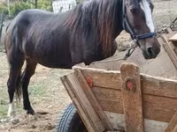 Kuda betina, Horses — foto 2